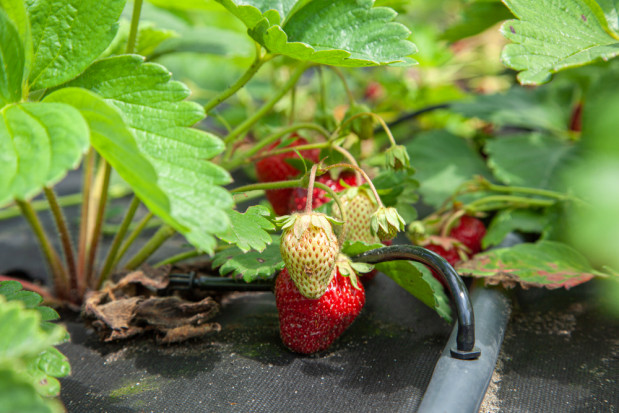 Coraz większego znaczenia nabiera fertygacja w uprawach jagodowych/ fot. shutterstock.com Fertygacja w uprawie jagodowych – przygotowanie pożywki i zakwaszanie wody