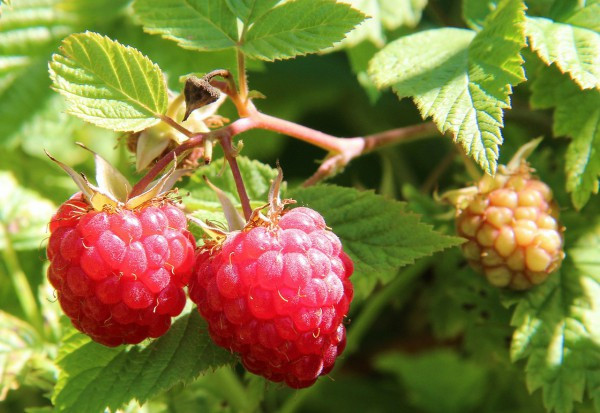 Serbscy producenci owoców martwią się niską wilgotnością gleby, która może powodować niższy plon i niską jakość owoców / fot. pixabay Serbia: Producenci martwią się o tegoroczne plony owoców