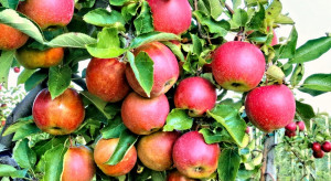 Produkcja jabłek na półkuli południowej na poziomie zbliżonym do roku ubiegłego