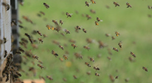 Powstał fungicyd stosowany wyłącznie za pośrednictwem pszczół