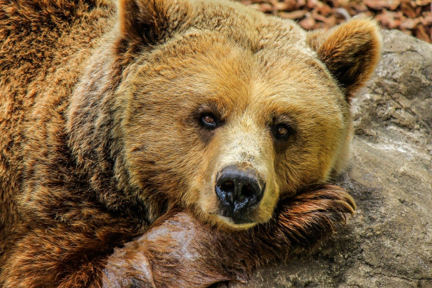 Świeże tropy niedźwiedzia zauważyła podczas spaceru pewna mieszkanka Szczawnicy/ fot. pixabay Niedźwiedzie zbudziły się w Pieninach