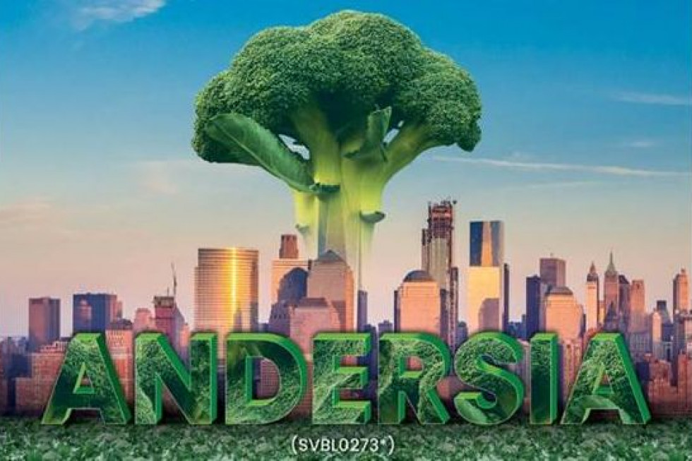 Andersia – nowa odmiana brokuła dla przemysłu przetwórczego