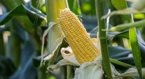Sztuczna inteligencja dokładniej przewidzi plony kukurydzy