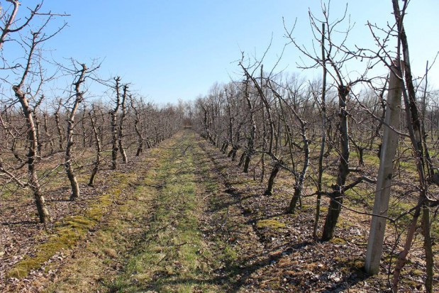 Wysokie temperatury w styczniu zakłócały spoczynek roślin / fot. redakcja sadyogrody.pl (PP) Wysokie temperatury w styczniu zakłócały spoczynek roślin
