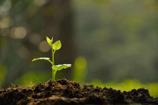 Zainteresowani producenci uprawą w systemie integrowanej produkcji roślin oraz uzyskaniem certyfikatu IP powinni corocznie dokonać zgłoszenia podmiotowi certyfikującemu. / fot. shutterstock PIORiN przypomina o zgłoszeniach do integrowanej produkcji roślin
