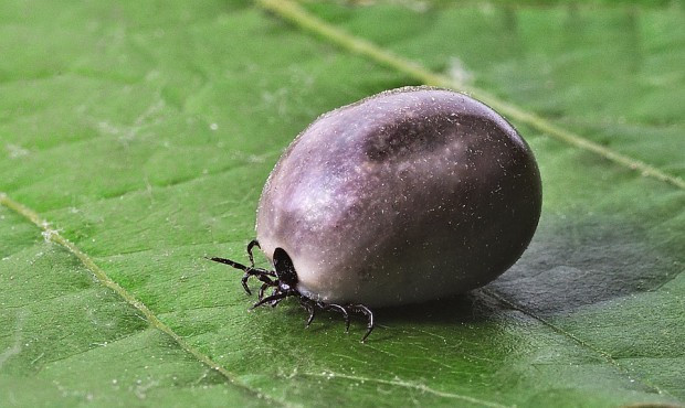 fot. pixabay Ciepła zima i brak śniegu sprzyja kleszczom