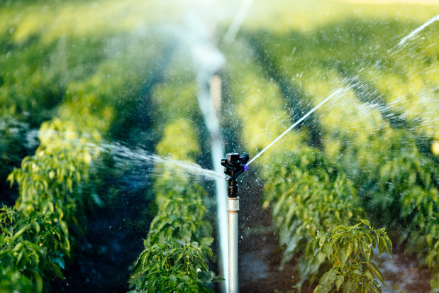 Jak dobrać filtry do wody? fot. shutterstock.com Nawadnianie sadów i jagodników – uzdatniamy wodę