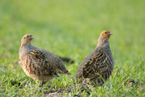 Przyrodnicy i myśliwi na pola w okolicach Oleśnicy wypuścili 700 kuropatw w ramach akcji ratowania ginącej drobnej zwierzyny/ fot. shutterstock Dolnośląskie: 700 kuropatw wypuszczono na pola w okolicach Oleśnicy