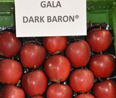Gospodarstwo Szkółkarskie Michała Bijaka promowało odmian Gal Dark Baron/ fot. sadyogrody Jakimi odmianami jabłoni interesują się sadownicy? (galeria zdjęć)
