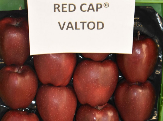 Gospodarstwo Szkółkarskie Michała Bijaka promowało odmianę Red Cap Valtod/ fot. sadyogrody Jakimi odmianami jabłoni interesują się sadownicy? (galeria zdjęć)