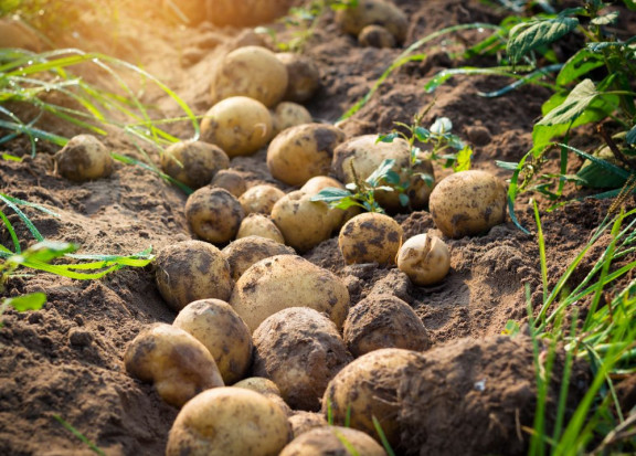 W wyniku zmian klimatu do 2085 roku może nastąpić zmniejszenie do 26 proc. globalnych plonów bulw/ fot. shutterstock Ziemniaki przetrwają kryzys klimatyczny dzięki innowacyjnym uprawom