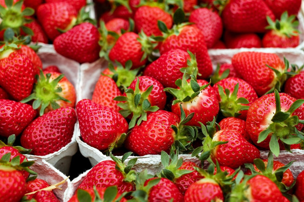 Na południu Europy już zaczyna się sezon na truskawki/ fot. shutterstock Nietypowo ciepła zima - sezon truskawkowy rozpocznie się wcześniej