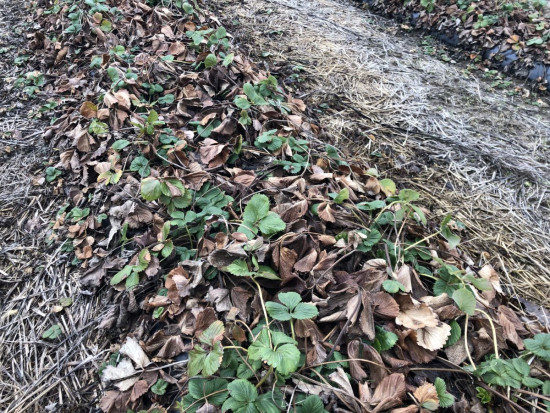 Duża ilość obeschniętej masy organicznej wymaga usunięcia/ fot. Doradca Jagodowy Wczesnowiosenne zabiegi agrotechniczne na plantacji truskawki cz. I