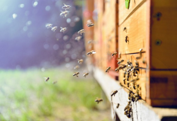 Wyjątkowo ciepła zima nie pozostała bez wpływu na pszczoły. Owady nie spały i są aktywne. / fot. shutterstock Pszczoły rozpoczęły wiosenną aktywność