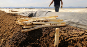 Na uprawach szparagów w Niemczech może zabraknąć tysięcy pracowników z Polski