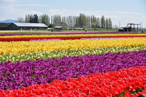 Niderlandzki sektor ogrodnictwa odnotowuje coraz większe straty/ fot. shutterstock Niderlandzkie ogrodnictwo ponosi wielkie straty przez koronawirusa