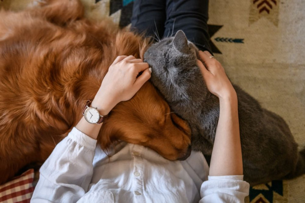 Nie ma żadnych przeszkód, aby w okresie kwarantanny opiekę nad swoimi zwierzętami na terenie domu sprawował ich posiadacz/ fot. shutterstock Koronawirus a postępowanie ze zwierzętami domowymi i gospodarskimi
