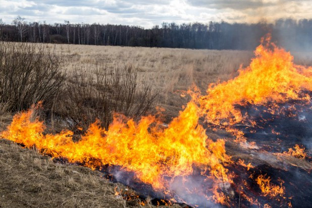 A policja ostrzega, że grozi za to nawet 8 lat więzienia. Można też stracić unijne dotacje / fot. shutterstock Rozpoczął się sezon na wypalanie traw. To niebezpieczne i karalne