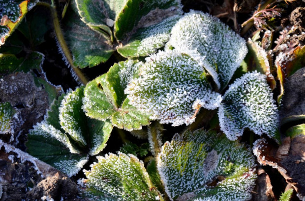IMGW wydał ostrzeżenie pierwszego stopnia przed niską temperaturą i przymrozkami/ fot. shutterstock IMGW ostrzega przed przymrozkami