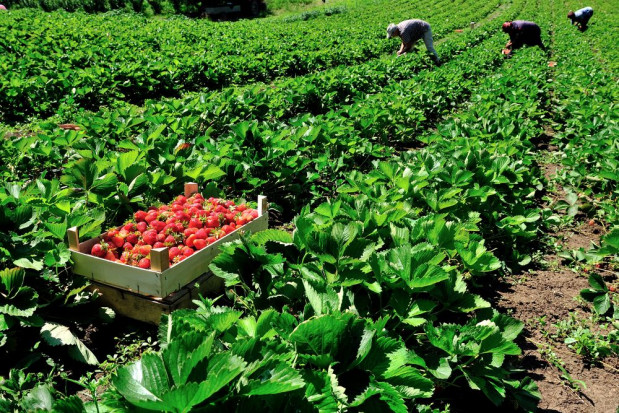 Jako pierwsi niedoborami siły roboczej w rolnictwie dotknięci zostali właściciele plantacji truskawek/ fot. shutterstock Francja: Granice zamknięte, brakuje rąk do pracy przy zbiorach owoców