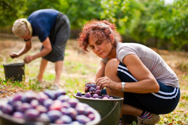 We Francji brakuje rąk do pracy w rolnictwie/ fot. shutterstock We Francji brakuje rąk do pracy w rolnictwie