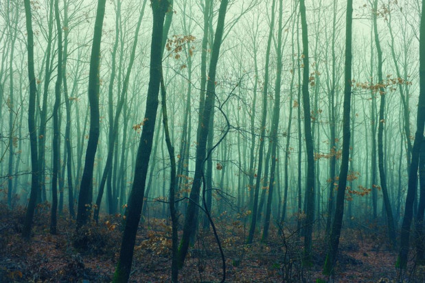 Duże zagrożenie pożarowe w lasach obowiązuje w całej Polsce / fot. shutterstock Straż Pożarna: w całej Polsce obowiązuje duże zagrożenie pożarowe w lasach