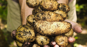 Pandemia koronawirusa wpłynie na rynek ziemniaka?