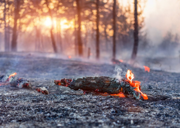 W lasach na terenie całej Polski występuje trzeci, najwyższy stopień zagrożenia pożarowego/ fot. shutterstock Instytut Badawczy Leśnictwa apeluje o ostrożność w zw. z zagrożeniem pożarowym w lasach