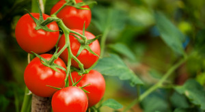 Norwegia: Plantator pomidorów chce zatrudnić całą drużynę ekstraklasy