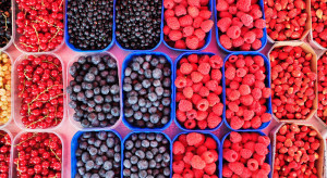 Agronom Berries: Jakość determinuje rozwój upraw owoców jagodowych