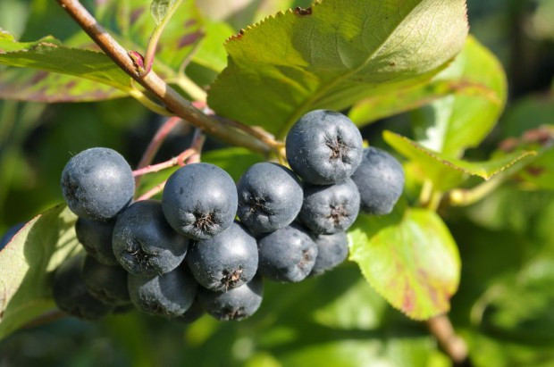 Owoce aronii wykorzystuje się do produkcji soków, przecierów, dżemów, konfitur, nektarów, herbat i nalewek. / fot. shutterstock Aronia - najsmaczniejsze lekarstwo na świecie