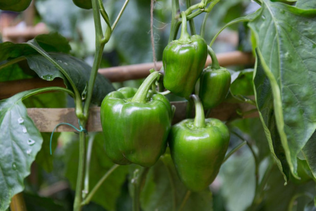 Bactericera cockerelli zagraża uprawom ziemniaka, pomidora i papryki/ fot. shutterstock Groźny szkodnik ziemniaka, pomidora i papryki