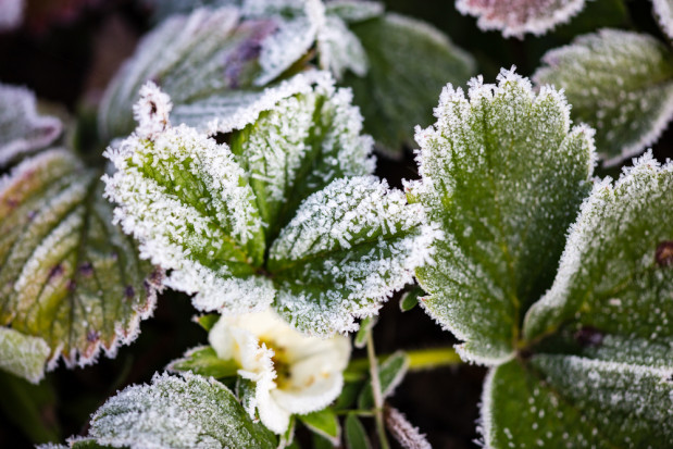 Instytut Meteorologii i Gospodarki Wodnej wydał ostrzeżenia pierwszego stopnia przed przymrozkami w całej Polsce. / fot. shutterstock IMGW: We wtorek przymrozki w całym kraju