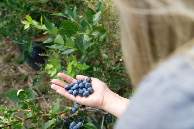 Obawy o zarażenie się koronawirusem mogą ograniczyć dostępność pracowników sezonowych w rolnictwie/ fot. shutterstock Brak pracowników uderzy w ogrodnictwo, zwłaszcza w krajach Europy Zach.