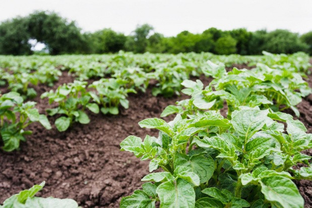 Ministerstwo rolnictwa Rosji będzie nadal zapewniać kompleksowe wsparcie producentom rolnym zaangażowanym w rozwój uprawy ziemniaków i warzyw/ fot. shutterstock Rosja planuje zwiększyć produkcję roślinną w 2020 roku