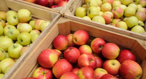 Rynek jabłek w marcu: Zapasy, ceny i eksport