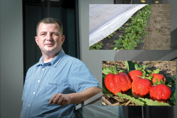 Albert Zwierzyński z firmy Doradca Jagodowy/ fot. PTWP Plantacje truskawek po zimie: Pierwsze zabiegi i zagrożenia – rozmowa z Albertem Zwierzyńskim (wideo)