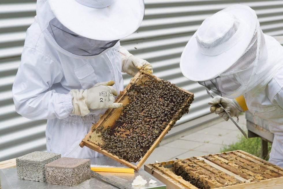 Kanada: pszczelarze wskazują na konsekwencje pandemii dla rolnictwa