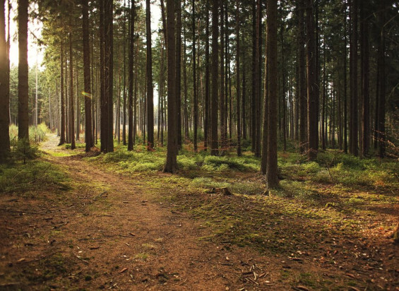 Lasy Państwowe ostrzegają przed pożarami w większości lasów w Polsce/ fot. shutterstock Lasy Państwowe: najwyższy stopień zagrożenia pożarowego w większości lasów w Polsce