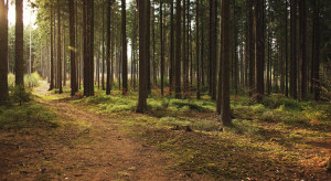 Lasy Państwowe: najwyższy stopień zagrożenia pożarowego w większości lasów w Polsce