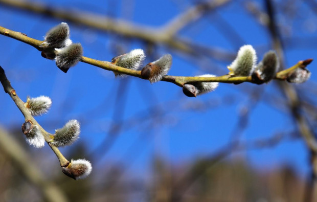 Pierwszy dzień świąt Wielkanocy będzie ciepły, z temperaturą nawet do 20 st. na zachodzie i południu kraju/ fot. pixabay IMGW: bardzo ciepła Wielkanoc i deszczowy lany poniedziałek