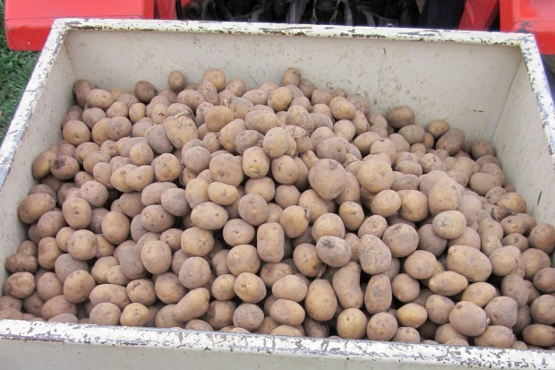 Przygotowanie bulw ziemniaka do sadzenia