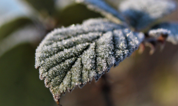 Instytut Meteorologii i Gospodarki Wodnej wydał w środę rano ostrzeżenia pierwszego stopnia przed przymrozkami w dziewięciu województwach / fot. pixabay IMGW: Przymrozki w dziewięciu województwach