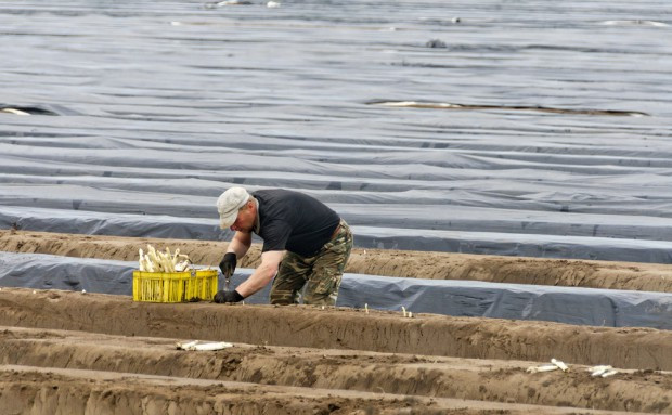 Rumuński pracownik sezonowy pracujący przy zbiorze szparagów zmarł w Bad Krozingen na południowym zachodzie Niemiec w wyniku zakażenia koronawirusem / fot. shutterstock Niemcy: Rumuński pracownik sezonowy zmarł na koronawirusa