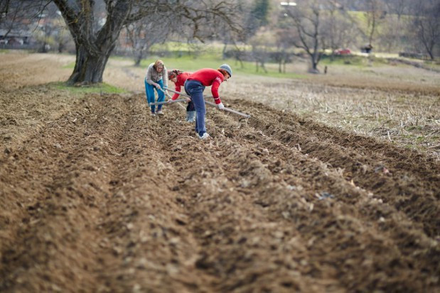 W związku z obecną pandemią Covid 19 niektóre warunki dla sezonowych pracowników rolnych w USA są tymczasowo złagodzone / fot. shutterstock USA liberalizuje wymagania dotyczące pracowników sezonowych w rolnictwie