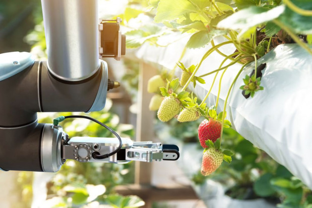Czy agroboty zrewolucjonizują produkcję rolną?/ fot. shutterstock Roboty zrewolucjonizują uprawy ogrodnicze?