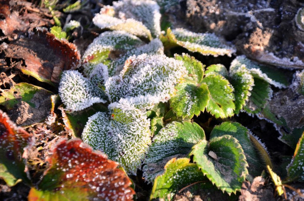 Instytut Meteorologii i Gospodarki Wodnej wydał w sobotę rano ostrzeżenia pierwszego stopnia przed przymrozkami dla całego kraju. / fot. shutterstock IMGW ostrzega: Przymrozki prawie w całej Polsce!