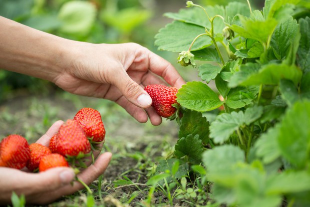 Bez sezonowych pracowników ze Wschodu sadownicy i ogrodnicy sami nie zbiorą plonów. / fot. shutterstock Bez sezonowych pracowników ze Wschodu ogrodnicy sami nie zbiorą plonów