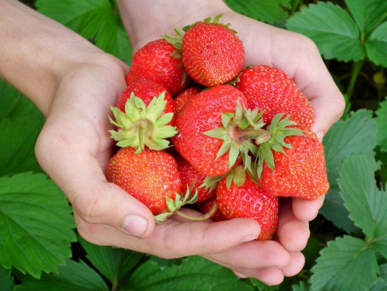 W Chorwacji sadownicy znaleźli się w bardzo trudnej sytuacji z powodu pandemii koronawirusa/ fot. pixabay W Chorwacji brakuje pracowników do zbiorów truskawek