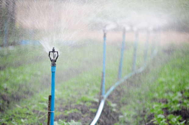 Sucha zima, sucha wiosna i nie zapowiada się na opady. Rolnicy alarmują: brakuje wody do nawadniania gospodarstw / fot. shutterstock Konieczne jest wprowadzenie innowacji w zakresie nawadniania upraw